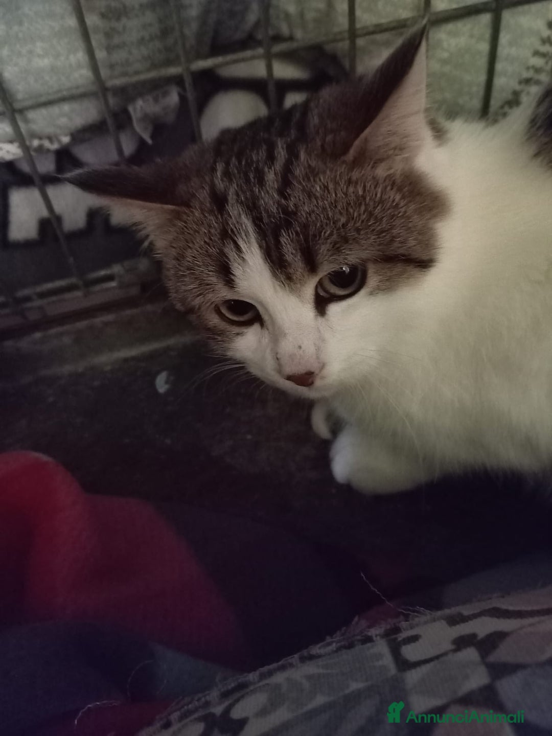 Europeo gatti in regalo: gatta 4 mesi cerca casa❤️ - Annuncio 1