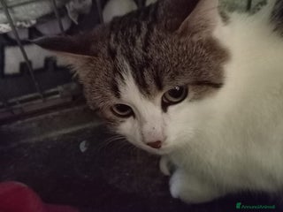 Europeo gatti gatta 4 mesi cerca casa❤️ - Annuncio 1