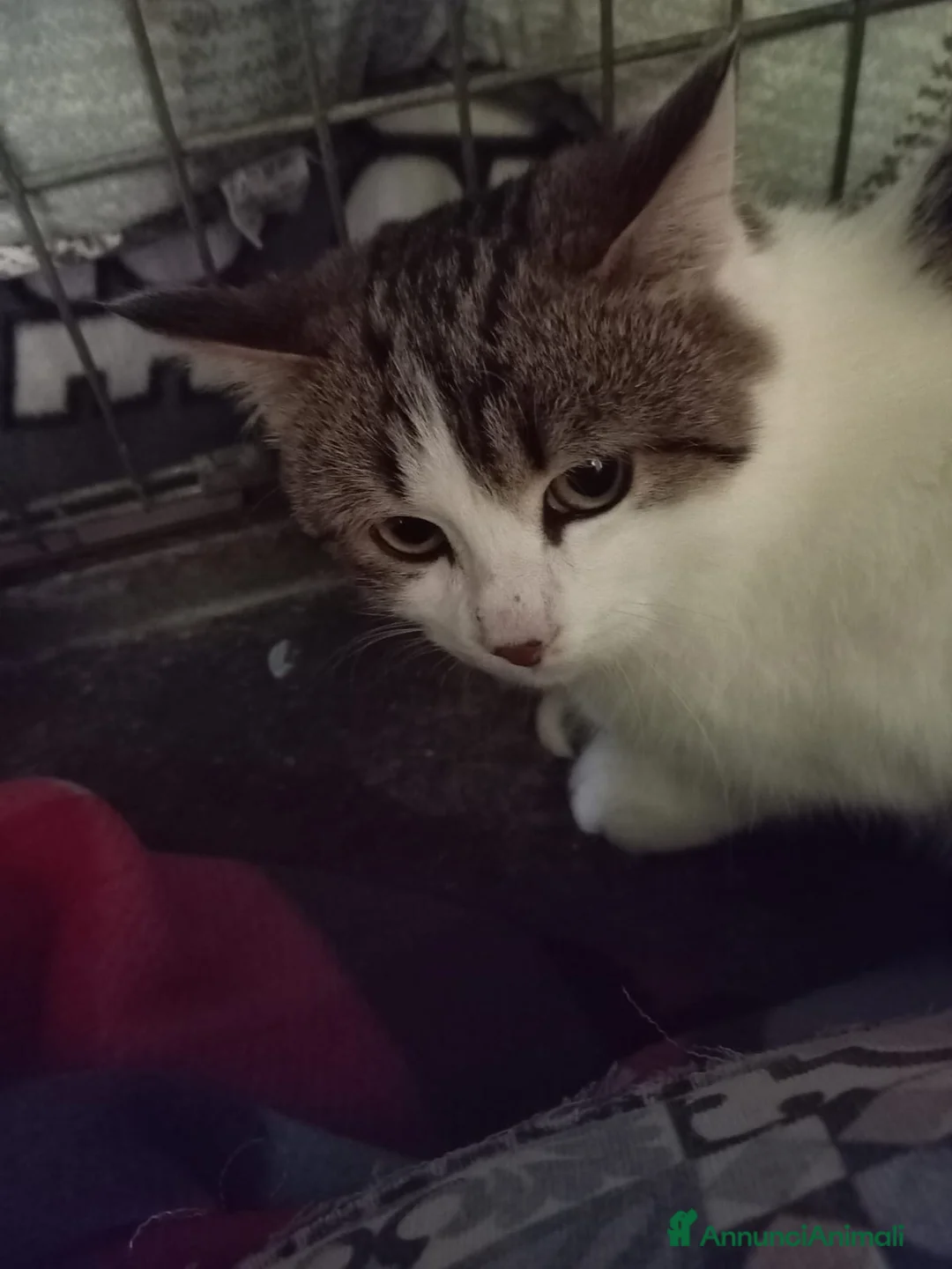 Europeo gatti in regalo: gatta 4 mesi cerca casa❤️ - Annuncio 1