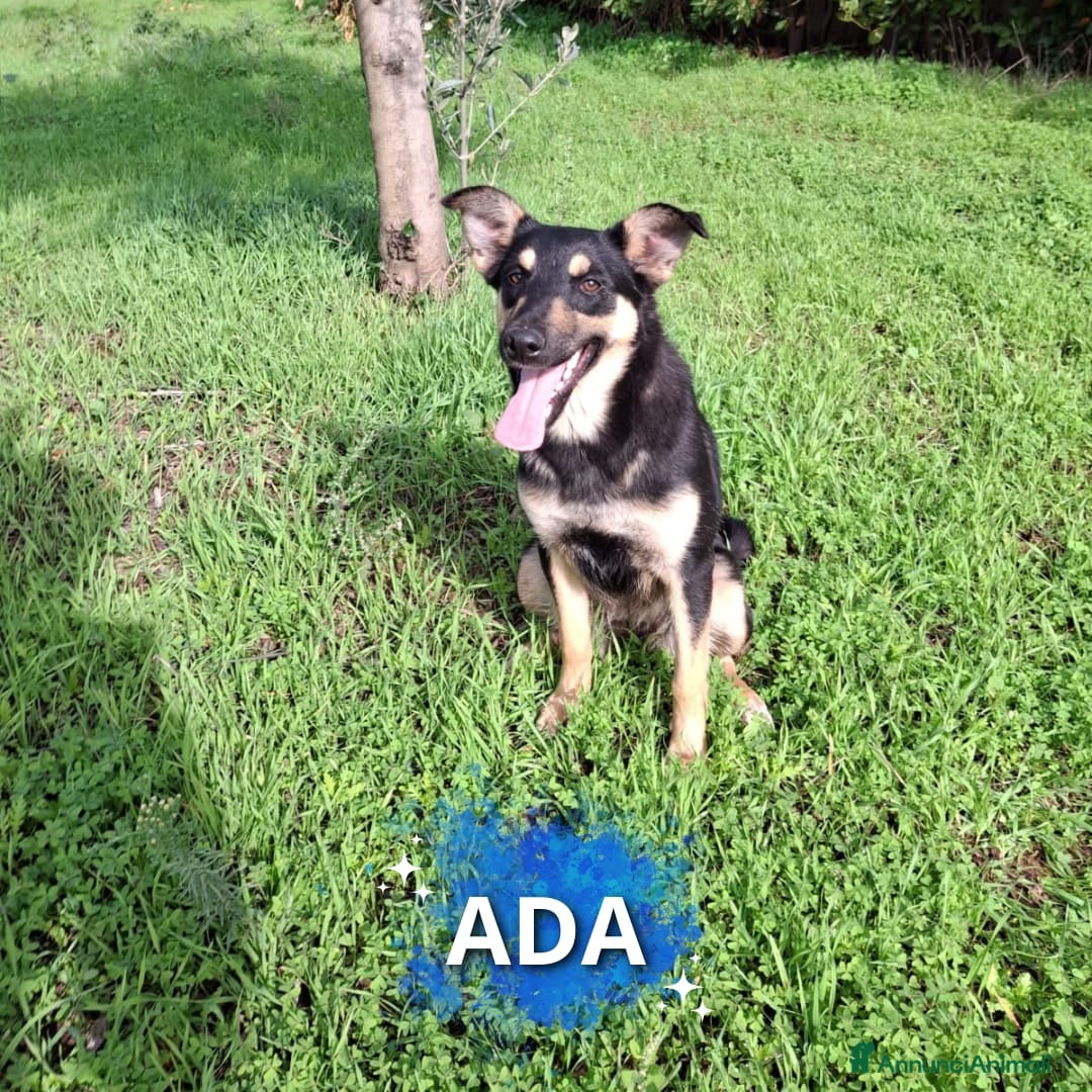 Meticcio cani ADA 🩷 - cucciola amante dell’acqua 😆 cerca 🏠  - Annuncio 13