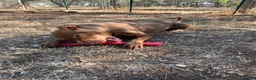 Pitbull cani in regalo: Shakira pitbull ottimo carattere - Annuncio 3