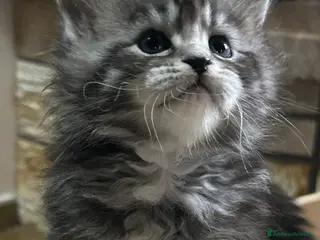 Maine Coon gatti Maine Coon - Annuncio 2