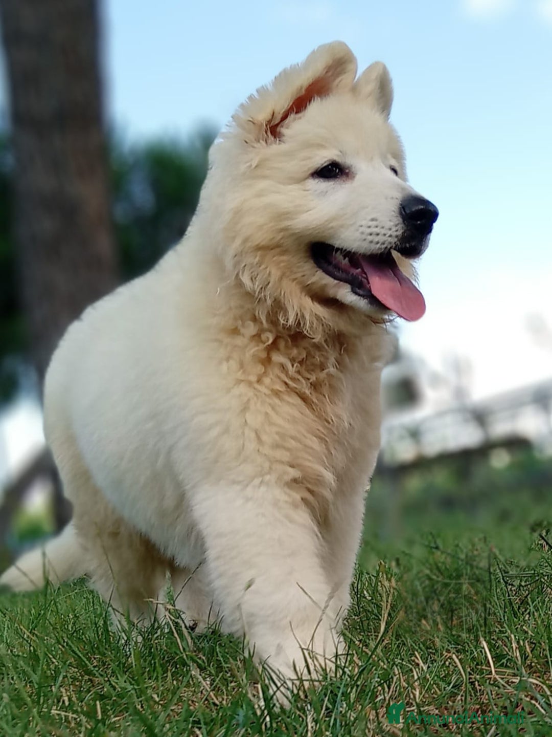 Pastore Svizzero cani in vendita: Ultimo cucciolo pelo lungo - Annuncio 8