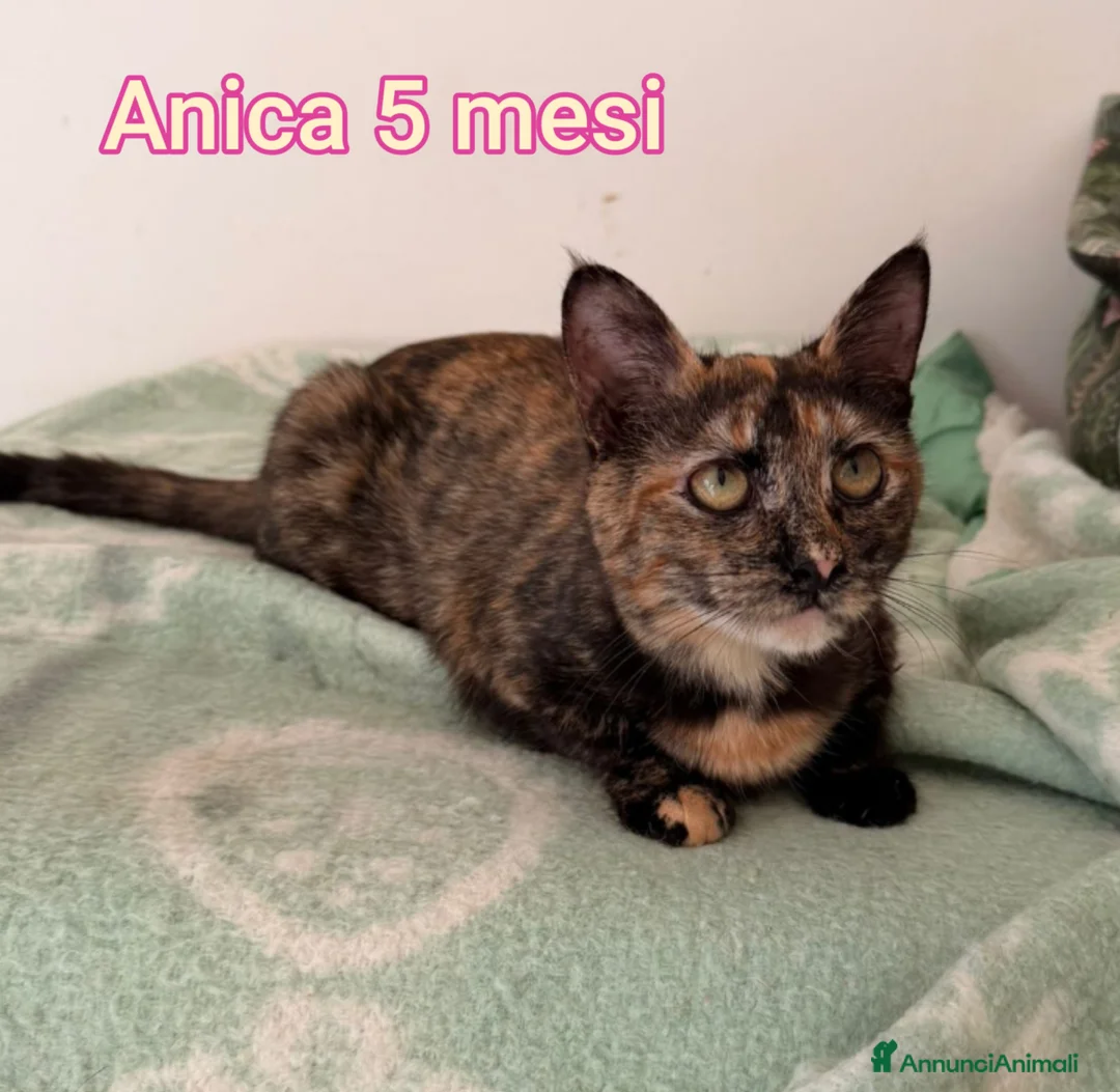 Altre razze gatti in regalo: GATTINI ABBANDONATI: EMERGENZA  - Annuncio 9