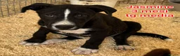 Meticcio cani in regalo: CUCCIOLI ESCLUSI E SOLI!!! a Città Metropolitana di Genova - Annuncio 5