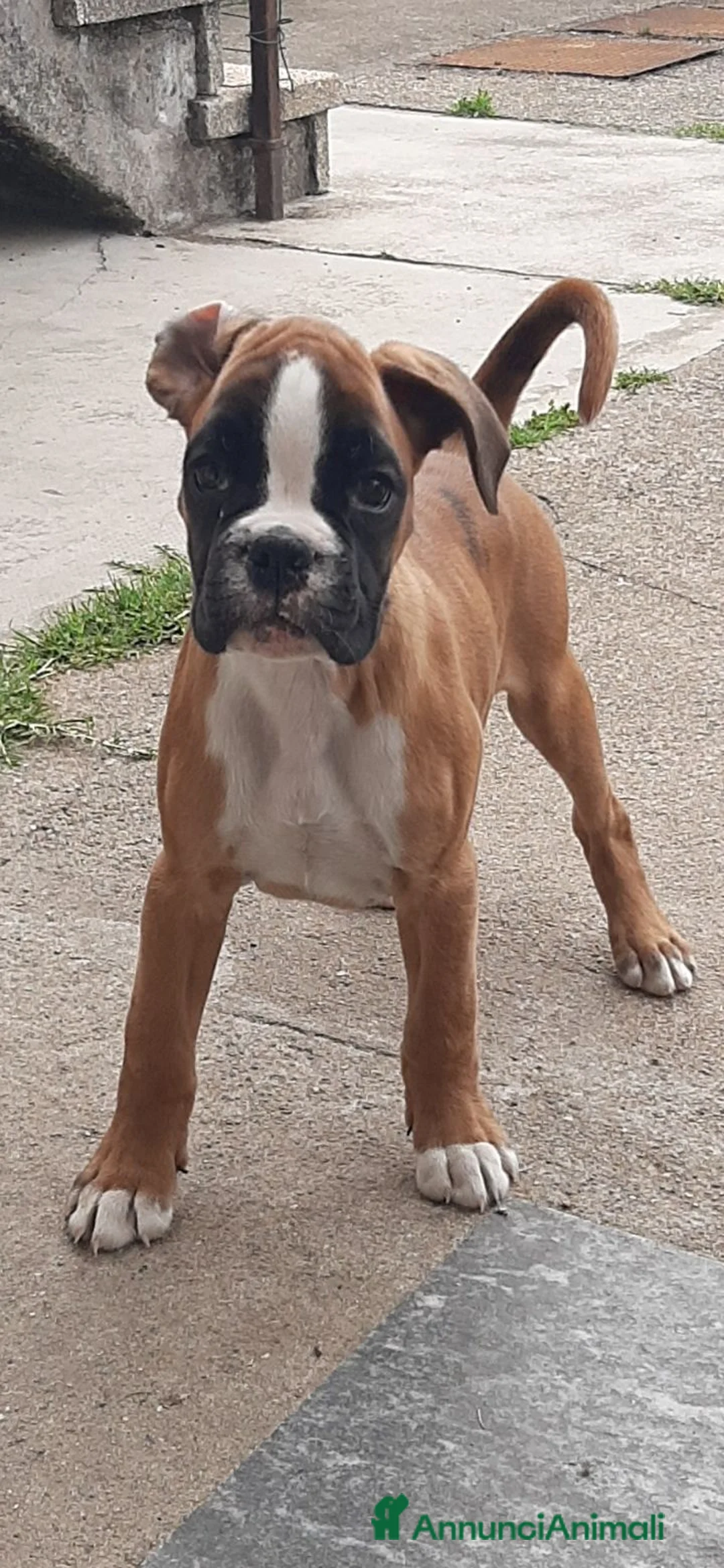 Boxer cani in vendita: Boxer Cuccioli - Annuncio 2
