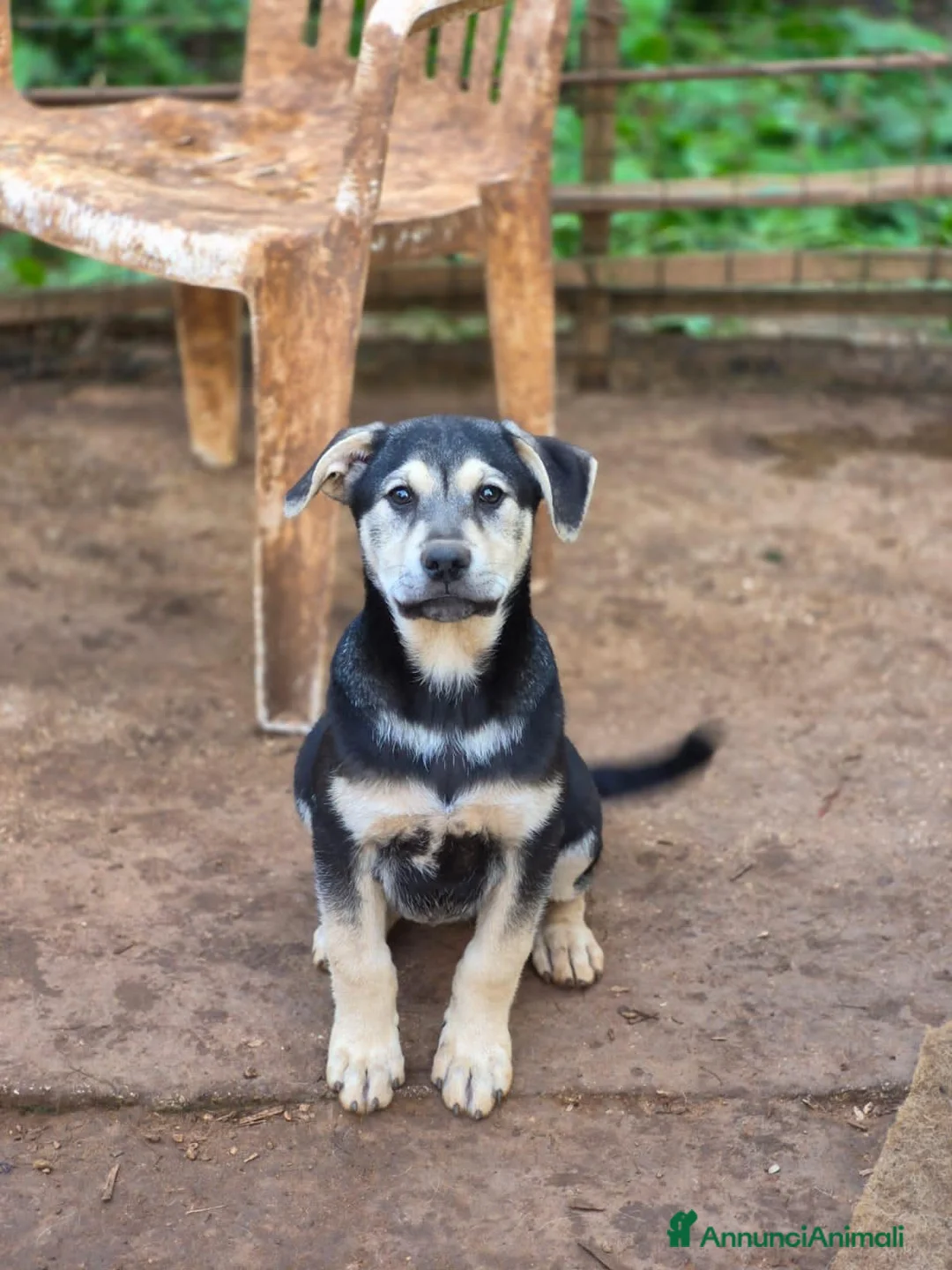 Meticcio cani in regalo: TANIA, TITO, TURBO, TYSON E TRISTAN, - Annuncio 2
