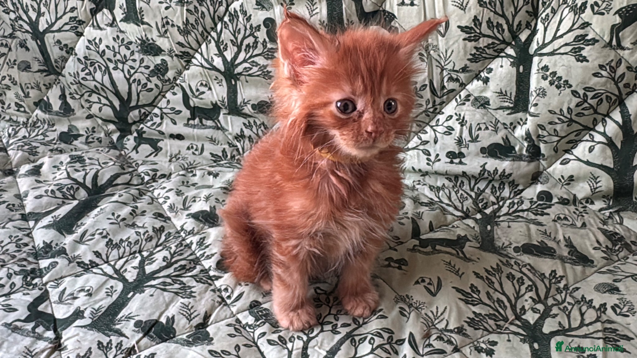 Maine Coon gatti in vendita: Cuccioli di maine coon rossi  - Annuncio 3