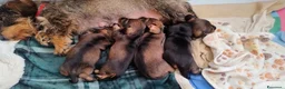 Bassotto cani in vendita: BASSOTTO TEDESCO A PELO DURO a Provincia di Pistoia - Annuncio 4