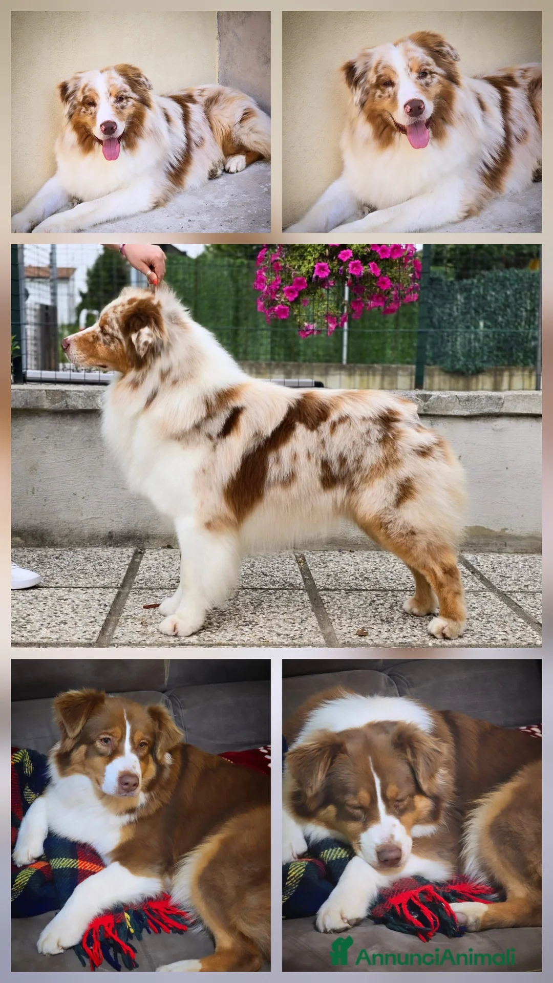 Australian Shepherd cani in vendita: cucciolo maschio pastore australiano pedigree  - Annuncio 9
