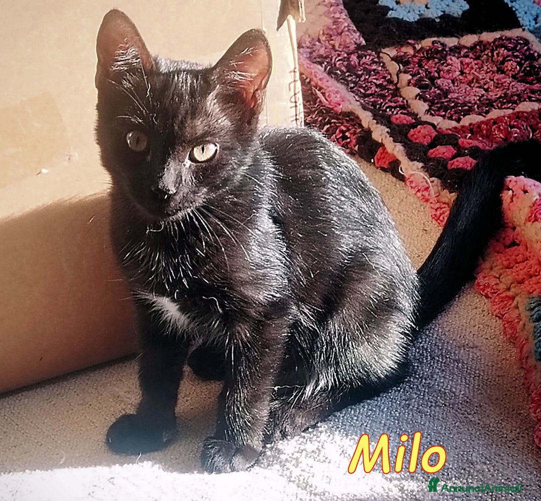 Europeo gatti in regalo: MILO UN AMORE DI GATTINO - Immagine 3