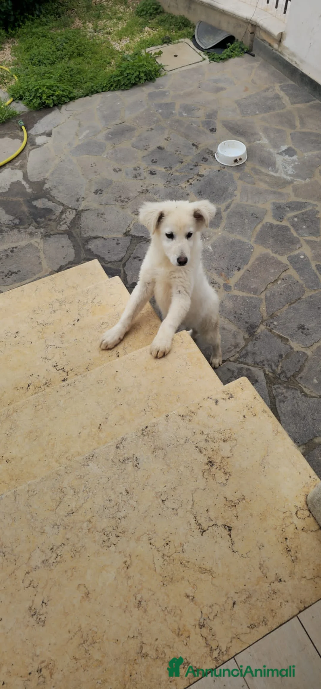 Altre razze cani in regalo: NEVE  - Annuncio 3