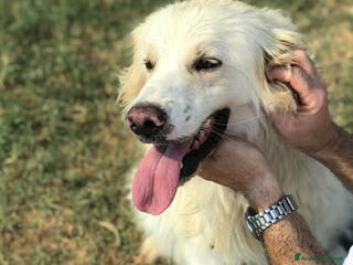 Meticcio cani Ricky quanta dolcezza, derivato golden a Provincia di Latina - Annuncio 38