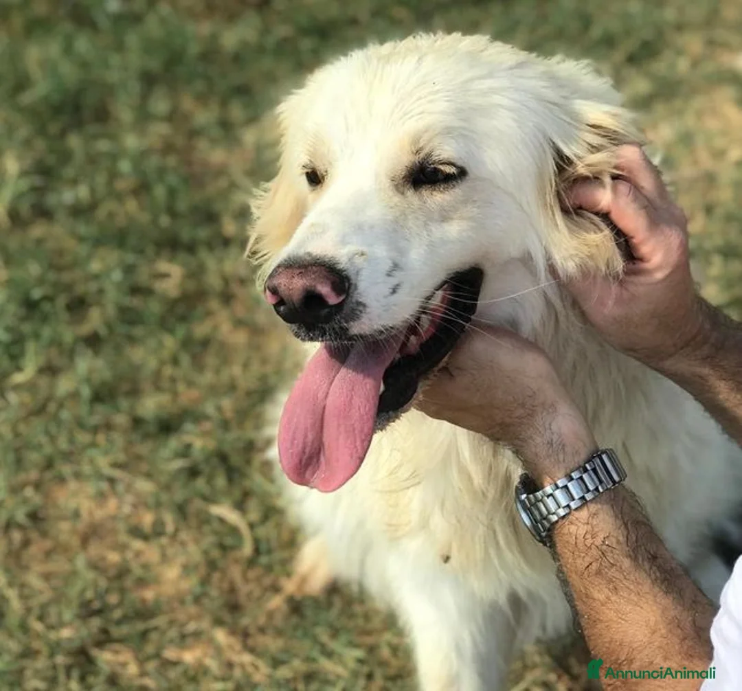 Meticcio cani in regalo: Ricky quanta dolcezza, derivato golden a Provincia di Latina - Annuncio 1