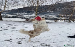 Border Collie cani per accoppiamento: Border Collie Lilac Merle disponibile per monte. a Città Metropolitana di Venezia - Immagine 11