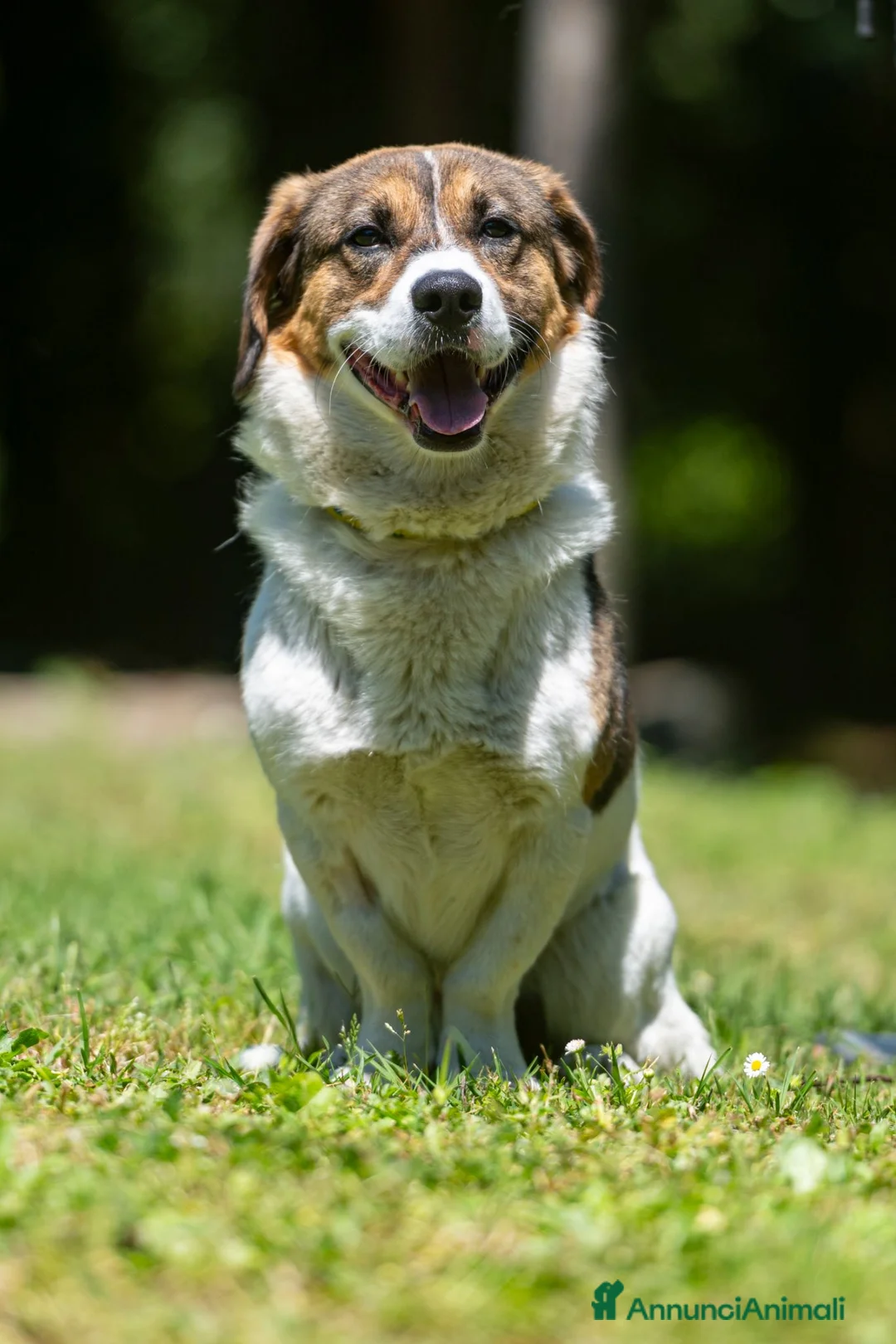 Meticcio cani in regalo: SONO MASTRO LINDO E VI RIEMPIRO' LA CASA DI AMORE - Annuncio 4