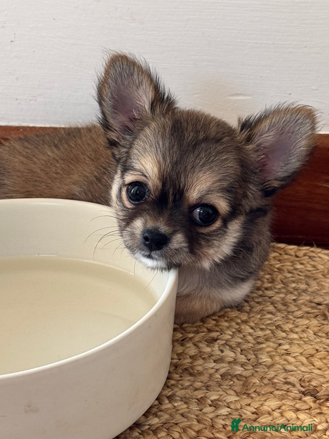 Chihuahua cani in vendita: Cuccioli di Chihuahua Cercano Casa!  a Provincia di Sassari - Immagine 11
