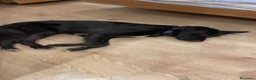 Meticcio cani in regalo: Blackie, Simil Flat Coat Retriever - Annuncio 9