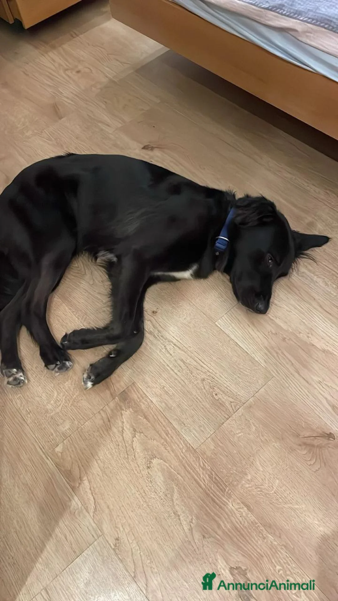 Meticcio cani in regalo: Blackie, Simil Flat Coat Retriever - Annuncio 9