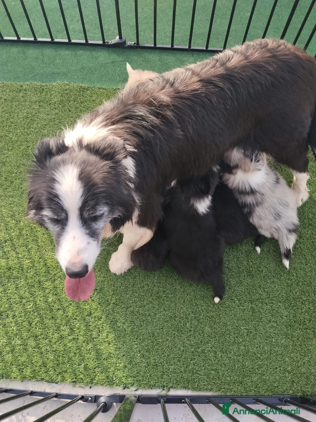 Border Collie cani in vendita: Cuccioli di Border collie - Annuncio 2