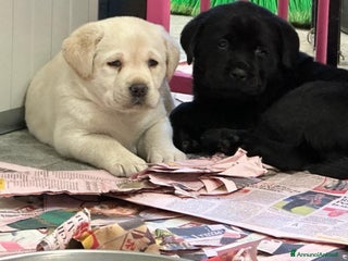 Labrador cani Labrador Retriever - Annuncio 3