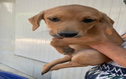 Meticcio cani in regalo: LA BELLISSIMA NEVADA a Provincia di Pavia - Immagine 1