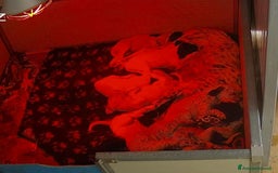 Setter Inglese cani in vendita: cuccioli in vendita - Immagine 4