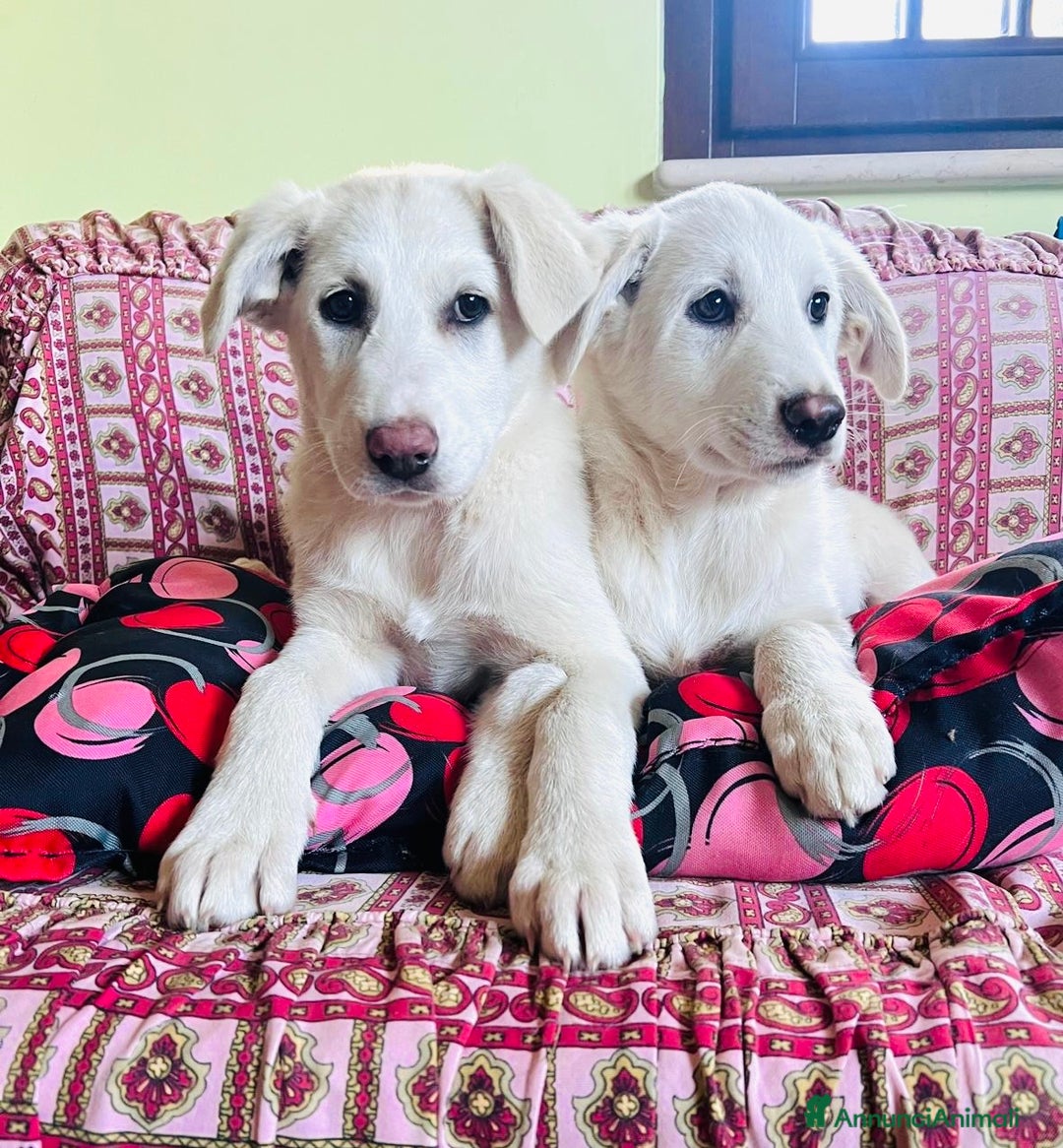 Meticcio cani in regalo: Cuccioli 3 mesi maschio e femmina - Annuncio 2