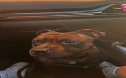 Staffordshire cani per accoppiamento: Cerco Staffordshire femmina per accoppiamenro - Immagine 2