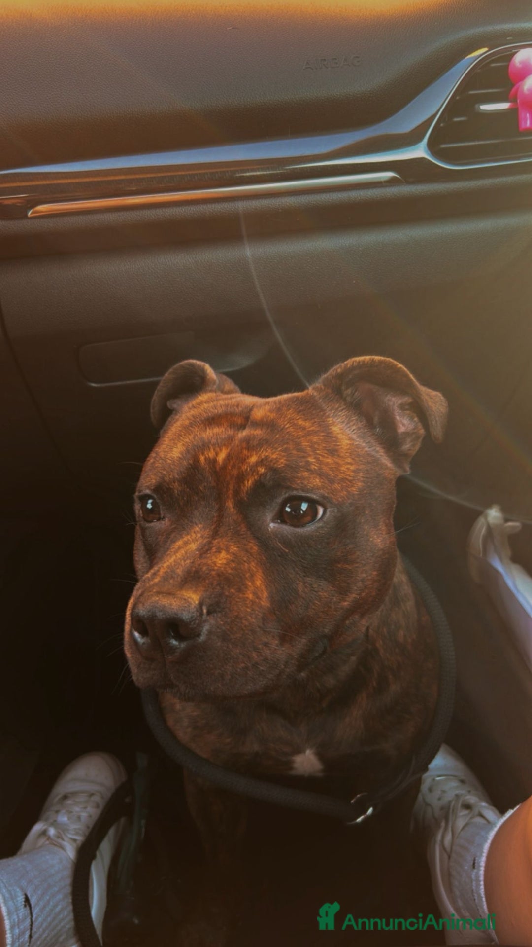 Staffordshire cani per accoppiamento: Cerco Staffordshire femmina per accoppiamenro - Immagine 2