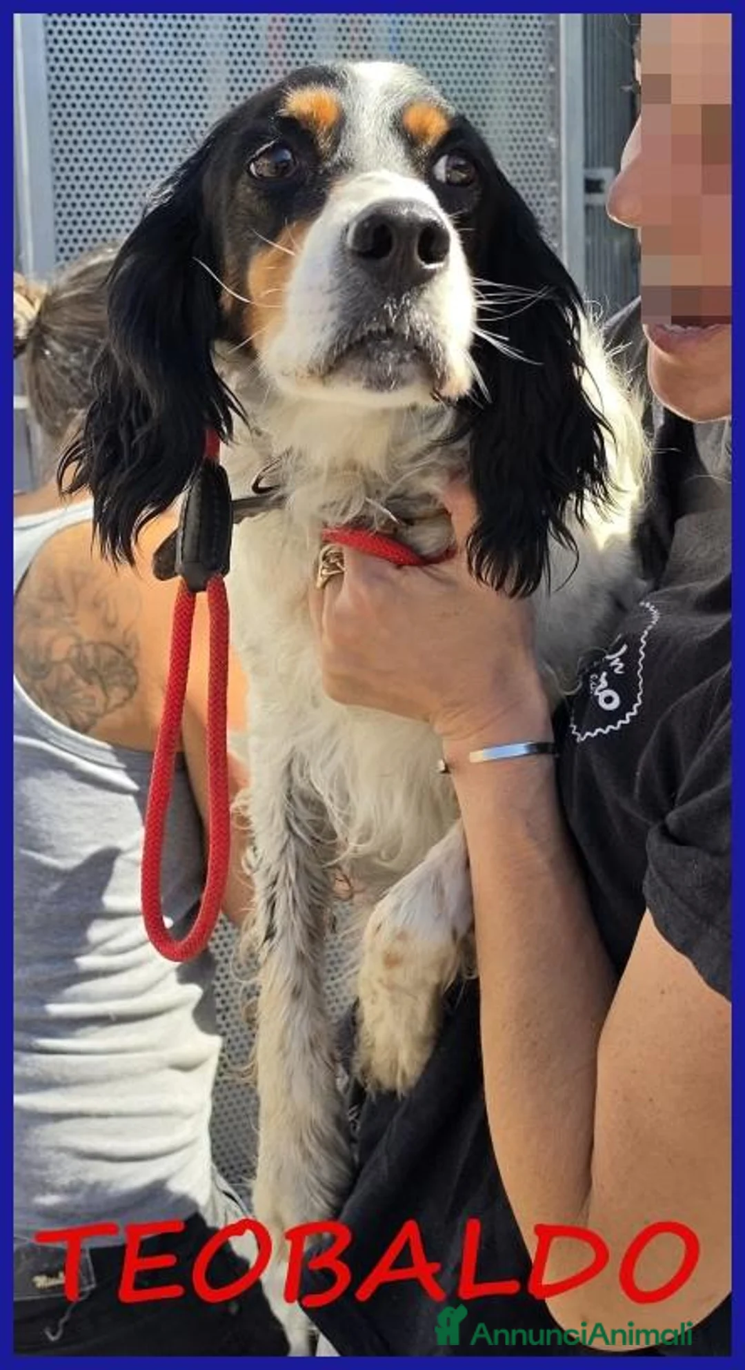 Setter Inglese cani in regalo: TEOBALDO, SIMIL SETTER 4 ANNI, UN SIGNORE DI ALTRI - Annuncio 1