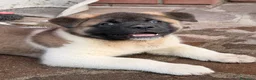 Akita Americano cani in vendita: Akita Americano - Annuncio 10