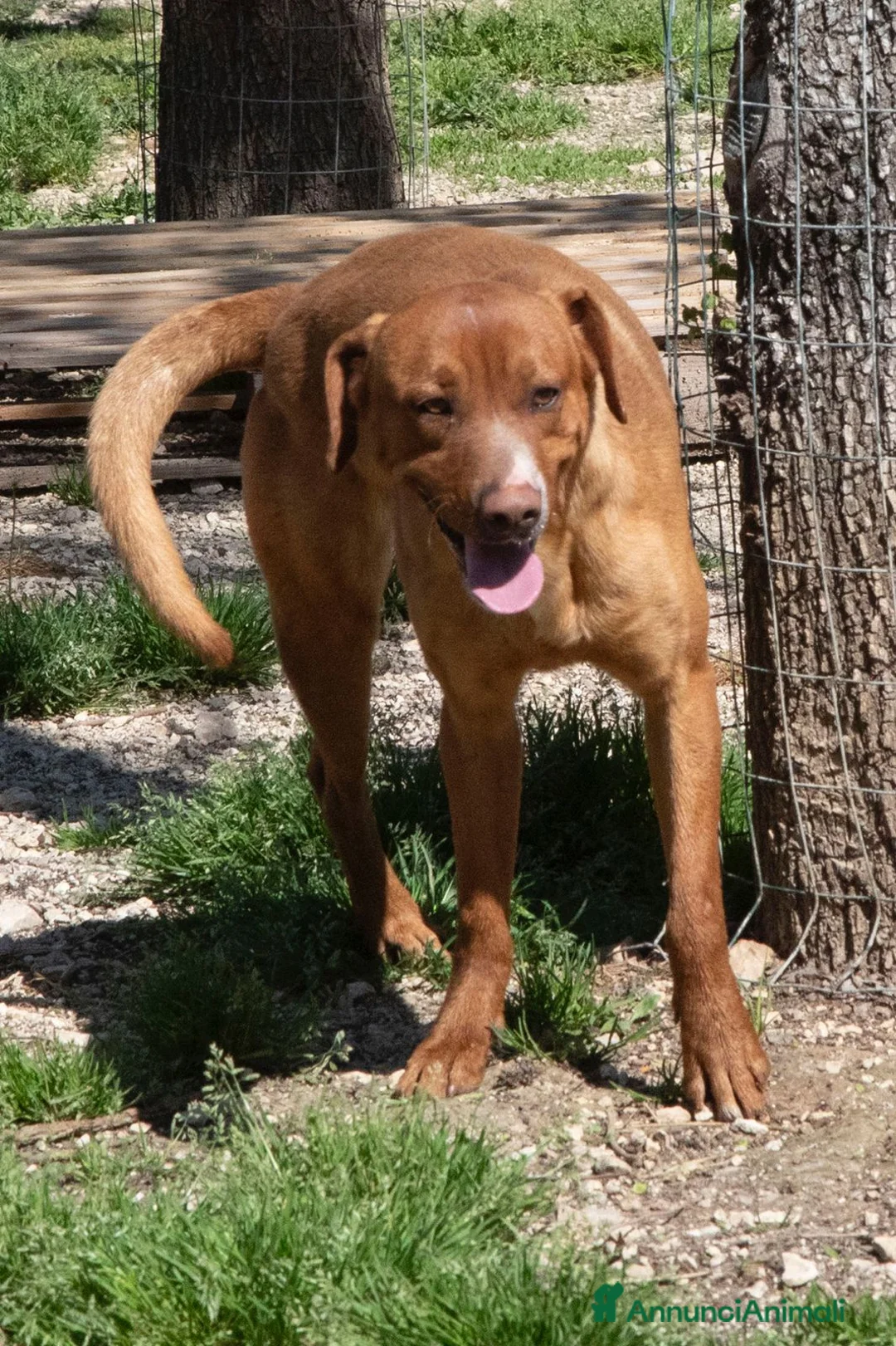 Meticcio cani in regalo: CORFU' è RIMASTO SOLO a Città metropolitana di Roma Capitale - Annuncio 5