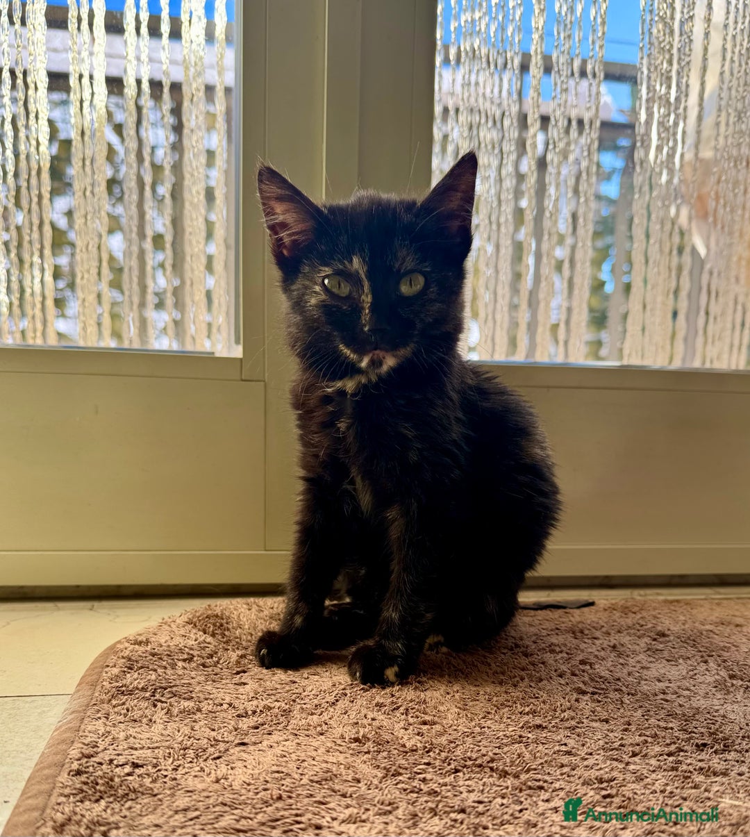 Meticcio gatti in regalo: Gattina squama di tartaruga - Annuncio 2