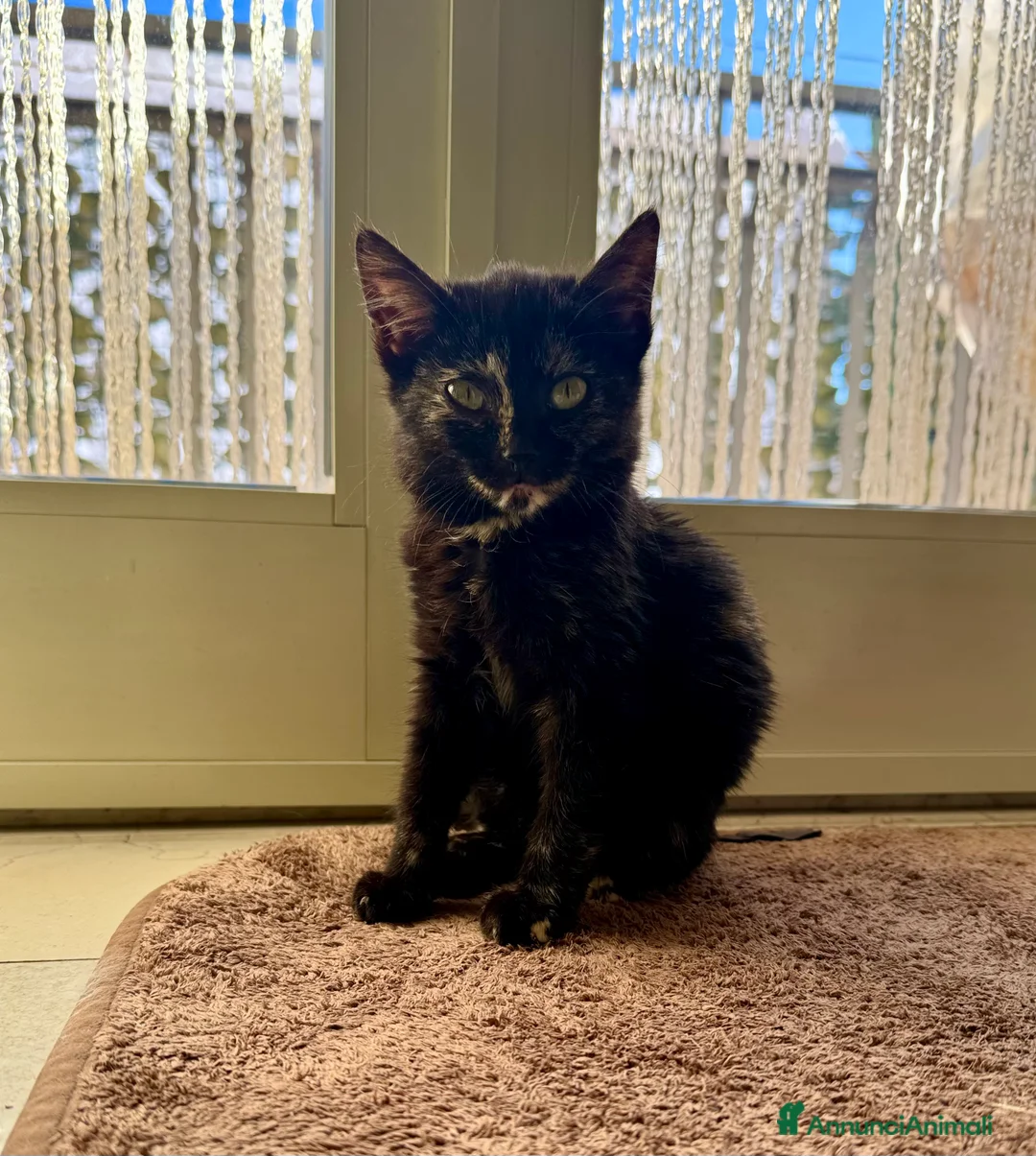 Meticcio gatti in regalo: Gattina squama di tartaruga - Annuncio 2