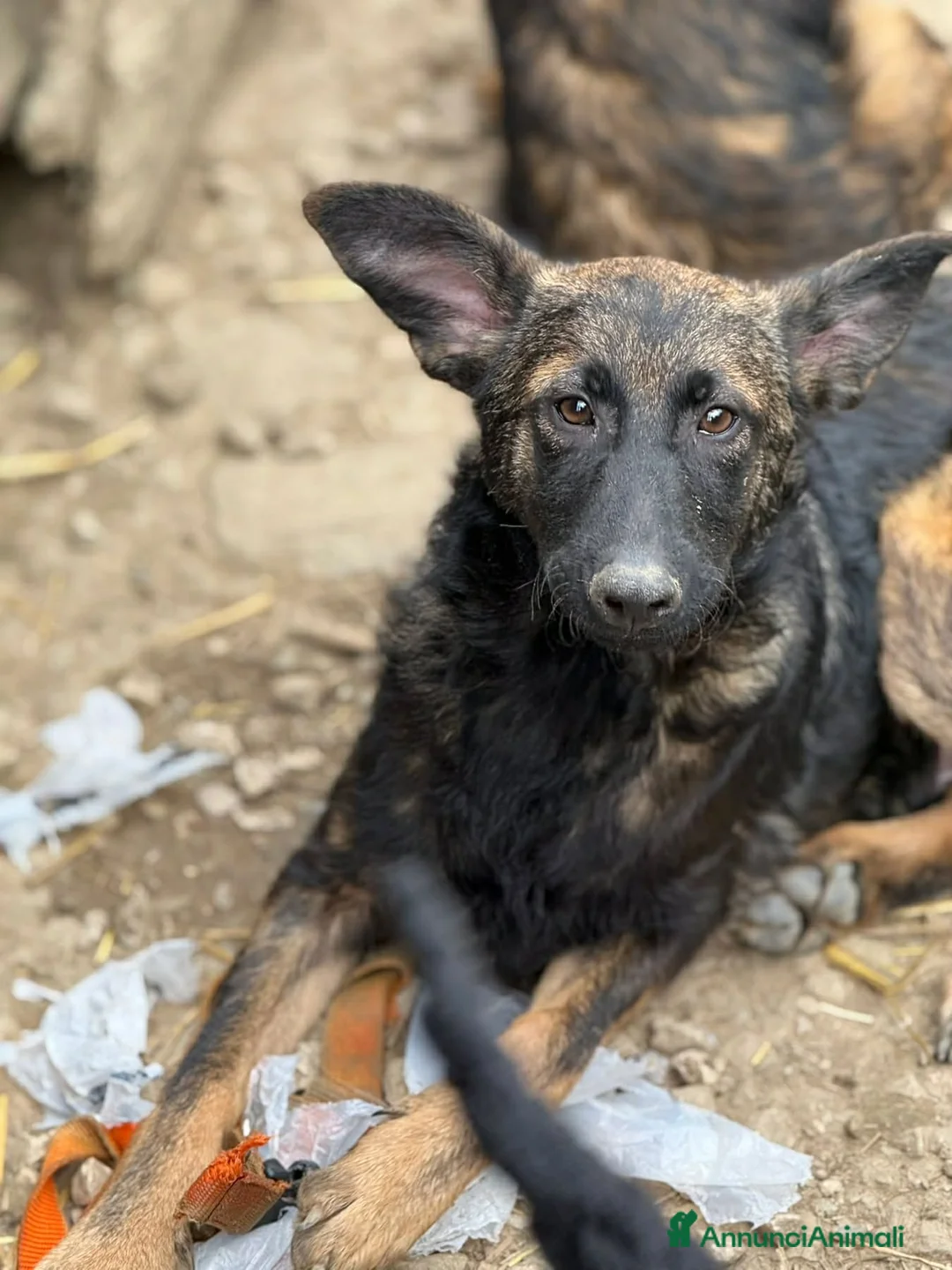 Meticcio cani in regalo: ERNAD, pastorino allegro e dolcissimo! TG MEDIA - Annuncio 5
