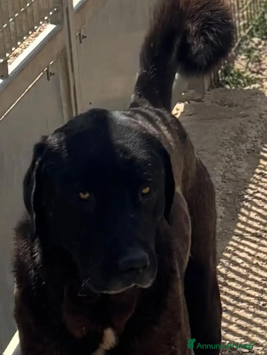 Pastore Asia Centrale cani in regalo: Adjar pastore dell'asia centrale cerca casa  - Annuncio 2