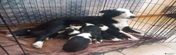 Border Collie cani in vendita: Cuccioli di border collie - Annuncio 1