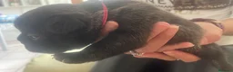 Bulldog Francese cani in vendita: Femminuccia di bulldog francese - Annuncio 5