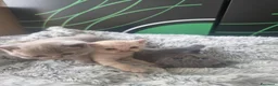 British gatti in vendita: Gattini brittish  a Città Metropolitana di Bologna - Annuncio 1