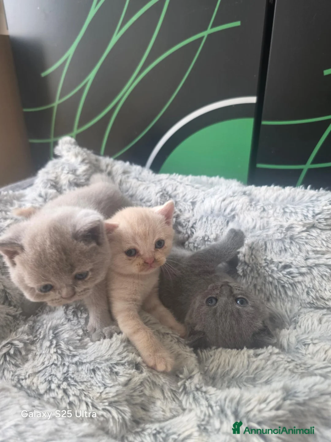 British gatti in vendita: Gattini brittish  a Città Metropolitana di Bologna - Annuncio 1