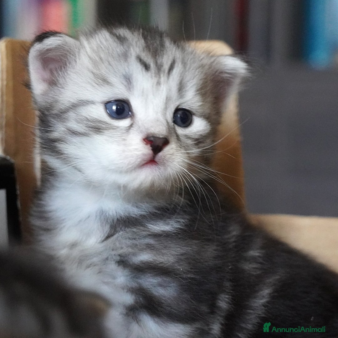 Siberiano gatti in vendita: Cuccioli di gatto siberiano ipoallergenici  - Annuncio 9