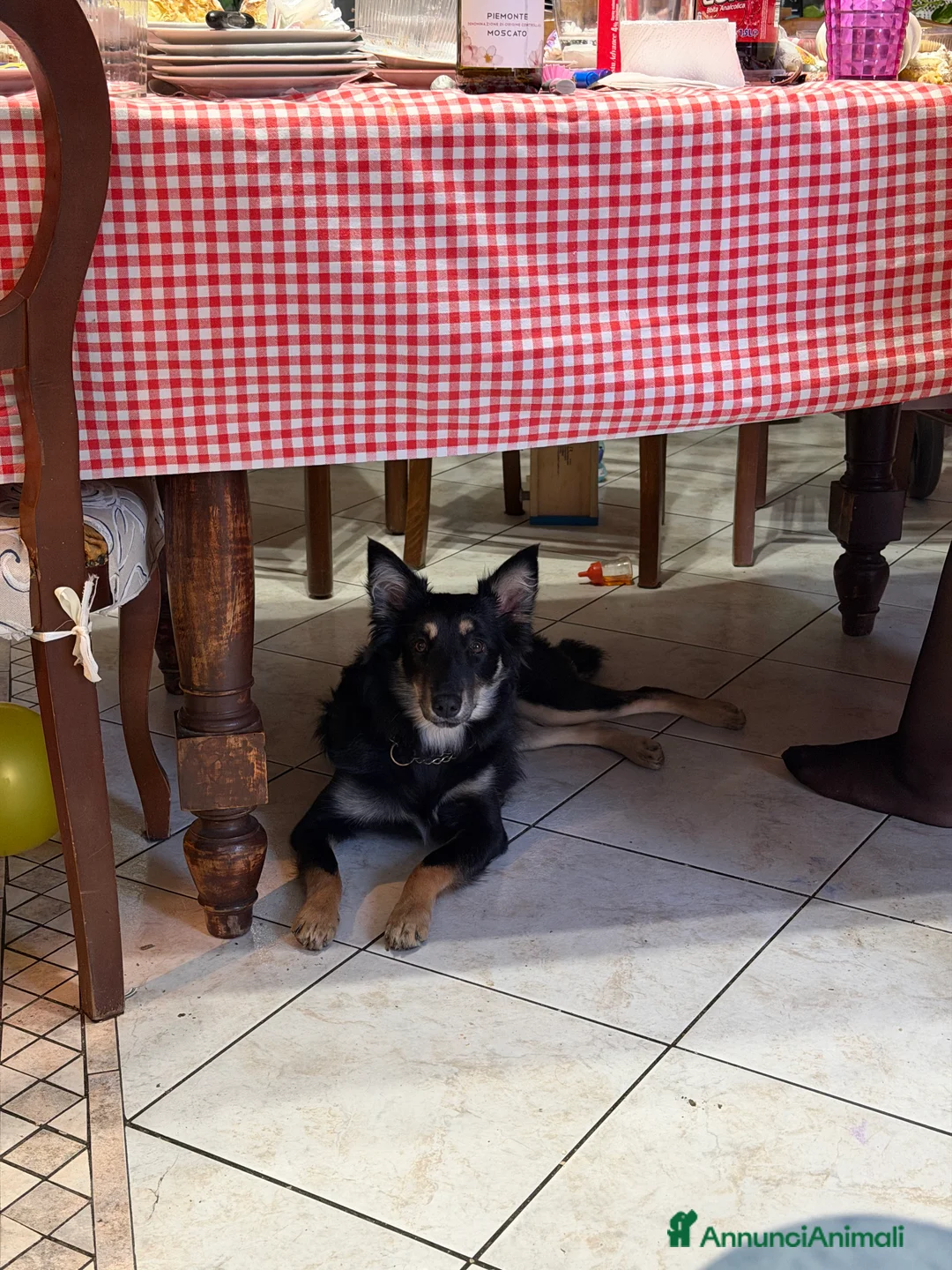 Meticcio cani in regalo: Cucciola di 9 mesi in regalo - Annuncio 2