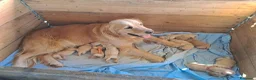 Golden Retriever cani in vendita: Cuccioli stupendi di golden retriever - Annuncio 1