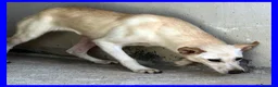 Meticcio cani in regalo: JANIS una bella timidina a Città metropolitana di Milano - Annuncio 2