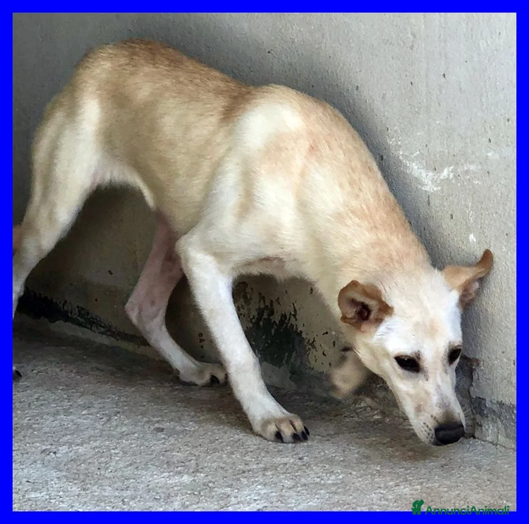 Meticcio cani in regalo: JANIS una bella timidina a Città metropolitana di Milano - Annuncio 2