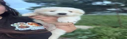 Pastore Abbruzzese Maremmano cani in regalo: Cuccioli maremmani maschi  - Annuncio 1