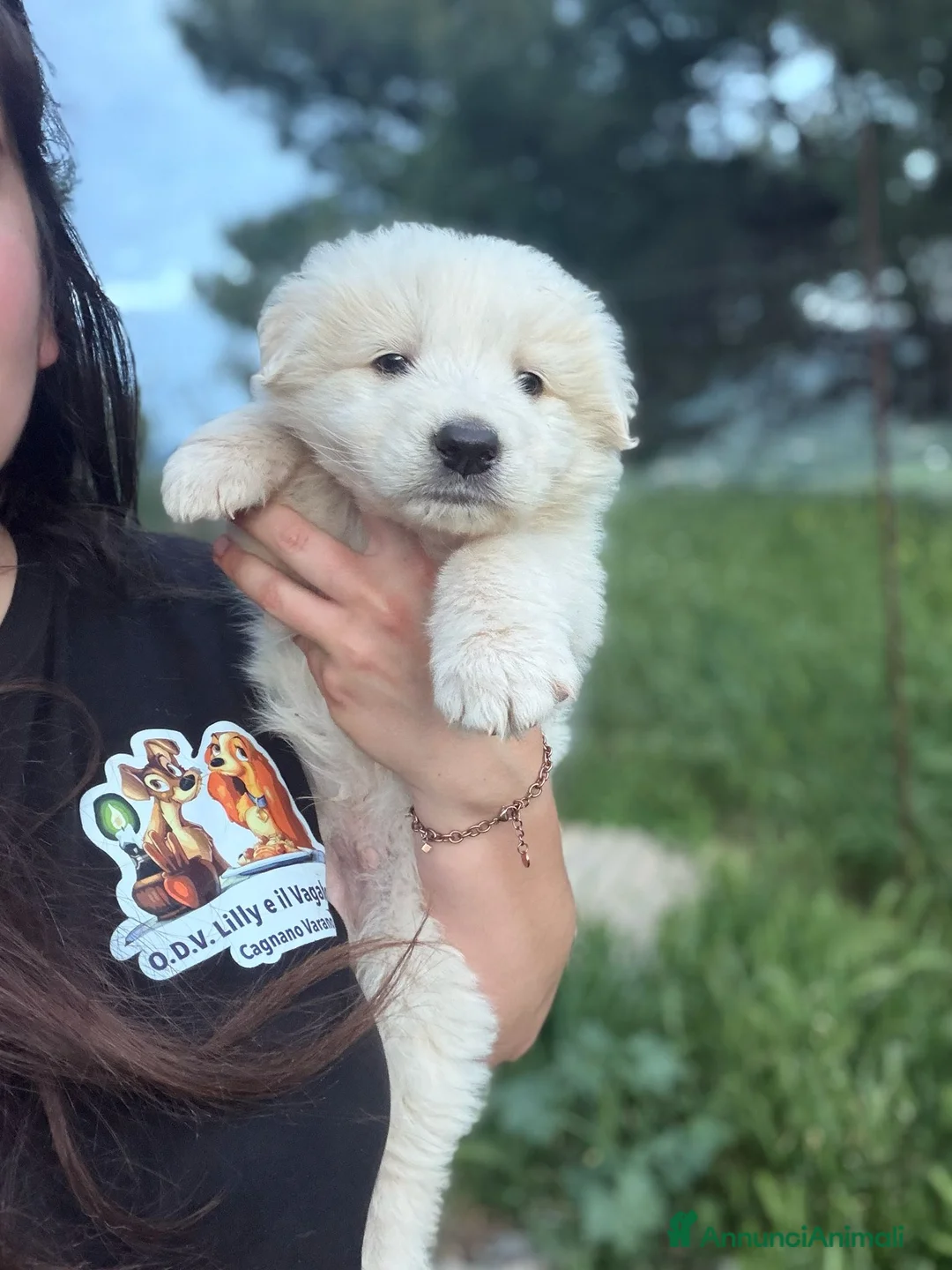 Pastore Abbruzzese Maremmano cani in regalo: Cuccioli maremmani maschi  - Annuncio 1