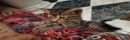 Meticcio gatti in regalo: Piccino, neanche 2 mesi  - Annuncio 10