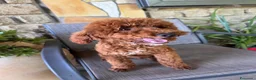 Barboncino Toy cani in vendita: Barboncino - Annuncio 1